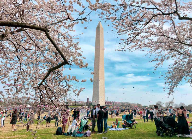 The Best National Cherry Blossom Festival Events In Washington Dc