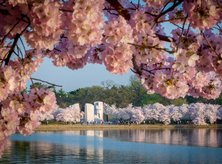 Martin Luther King, Jr. Memorial surrounded by cherry blossoms - Free things to do in Washington, DC