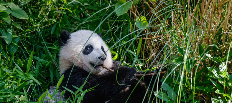 Say ‘Hi’ to a panda at the National Zoo