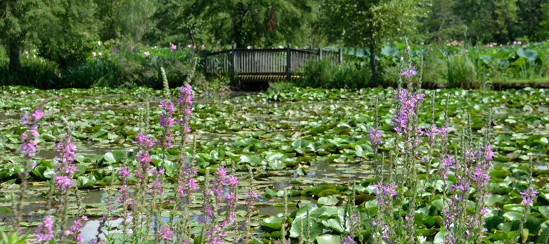 Catch some fresh air at Kenilworth Park & Gardens