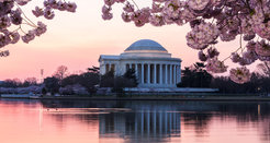 Hotel Packages for Cherry Blossom Season in Washington, DC