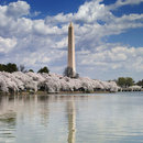Washington Monument from the Tidal Basin during cherry blossom season - The National Mall in Washington, DC
